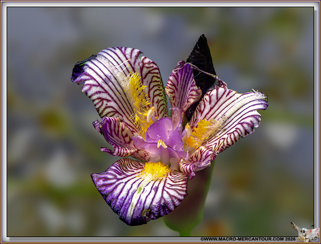 IRIS